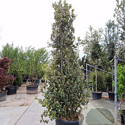 Quercus ilex 300-350 cm container