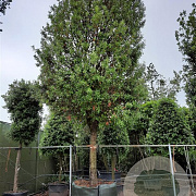 Quercus ilex 70 cm container 60-80