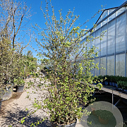 Quercus suber 175-200 cm cont. 70L meerstammig