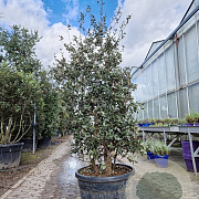 Quercus suber 175-200 cm cont. 95L meerstammig
