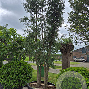 Quercus suber 300-350 cm cont. 600L meerstammig