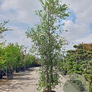 Quercus suber 300-350 cm cont. 95L meerstammig