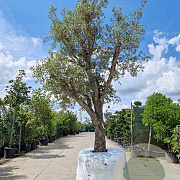Quercus suber 70 cm stam draadkluit geknot