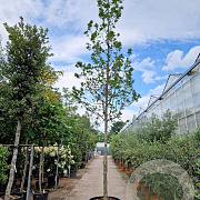 Quercus turneri 'Pseudoturneri' 200 cm stam cont. 230L
