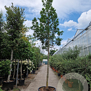 Quercus turneri 'Pseudoturneri' 200 cm stam cont. 230L 18-20