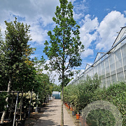 Quercus turneri 'Pseudoturneri' 200 cm stam cont. 230L 20-25