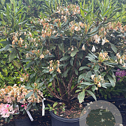 Rhododendron 'Cunningham's White' 100-120 cm 40L