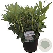 Rhododendron 'Cunningham's White' 50-60 cm 10L