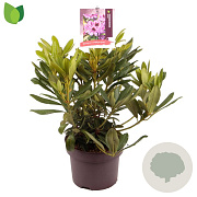 Rhododendron 'Orakel' GM C5