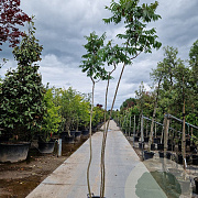 Rhus typhina 250-300 cm 35L meerstammig