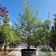 Styrax jap. 'Issai' 250-300 cm container meerstammig