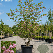 Styrax jap. 'Pink Chimes' 250-300 cm container meerstammig