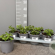 Stevia rebaudiana P14