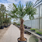 Trachycarpus fortunei 120 cm stam container