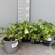 Valeriana officinalis P14