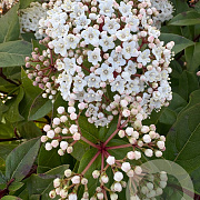 Viburnum tin. Spirit 60-70 cm 25L bol