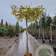 Wisteria sinensis 'Prolific' 200 cm stam container dakvorm
