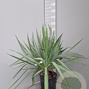 Yucca gloriosa 50-70 cm 10L