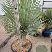 Yucca rostrata 30 cm stam container