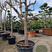 Ziziphus jujuba 100 cm stam container 40-50 bol