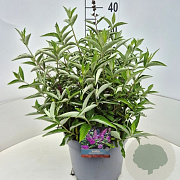 Buddleja Free Petite Tutti Fruitti 30-40 cm 10L