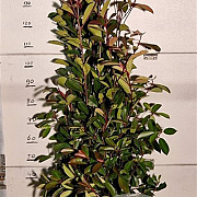 Photinia fraseri 'Red Robin' 150-175 cm met kluit