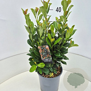 Prunus l. Bonaparte 40-50 cm 6,5L
