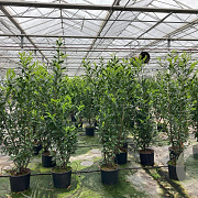 Prunus l. 'Caucasica' 200-225 cm 20L