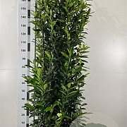 Prunus l. Elly 175-200 cm 20L