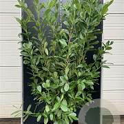 Prunus I. 'Rotundifolia' 175-200 cm 20L