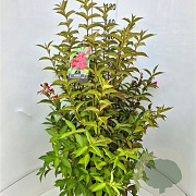 Weigela 'Bristol Ruby' 80-100 cm 10L