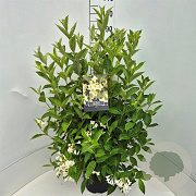 Weigela 'Candida' 80-100 cm 10L