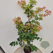Acer pal. 'Osakazuki' 140-160 cm 10L