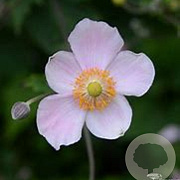 Anemone h. 'Splendens' 25-30 cm 2,5L