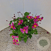 Anemone h. 'Splendens' 25-30 cm 2,5L