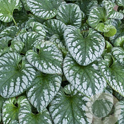 Brunnera macr. 'Emerald Mist' GM P9