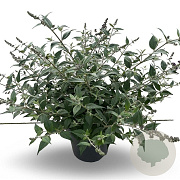 Buddleja 'Blue Chip' 50-55 cm 5,0L