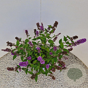 Buddleja 'Blue Chip' 50-55 cm 5,0L