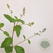 Ceanothus del. 'Gloire de Versaille 40-45 cm 2,5L