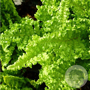 Dryopteris af. 'Crispa' GM P9