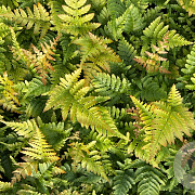 Dryopteris koidzumiana GM P9