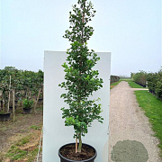 Ginkgo bil. Fastigiata Blagon 250-300 cm cont. 180L beveerd 