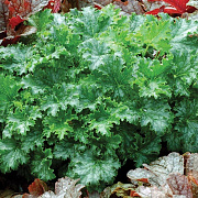 Heuchera 'Apple Crisp' GM P9