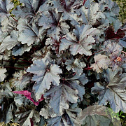 Heuchera 'Black Pearl' GM P9