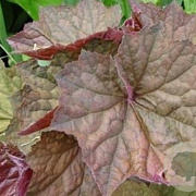 Heuchera 'Brownies' GM P9