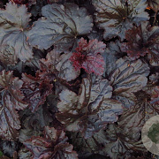 Heuchera 'Black Sea' GM P9