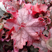 Heuchera 'Can Can' GM P9