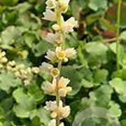 Heuchera cylindrica 'Greenfinch' GM P9