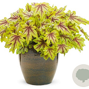 Heucherella 'Eye Spy' GM P9