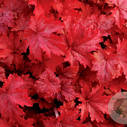 Heuchera 'Fire Chief' GM P9